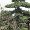 供應(yīng)各種規(guī)格造型羅漢松