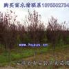 紫葉李3報(bào)價(jià)/安徽紫葉李3報(bào)價(jià)