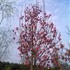 安徽紅花玉蘭2最新報價(jià)/紅花玉蘭2圖片