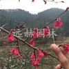 長期大量供應福建山櫻花（開紅花）、中國紅櫻花樹苗