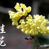 2015年桂花最新報(bào)價(jià)，桂花價(jià)格哪里便宜，優(yōu)質(zhì)桂花小苗哪里有