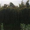專業(yè)油麻藤種植基地