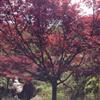 供應(yīng)3一15公分紅楓