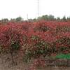 紅葉石楠球報價/江蘇紅葉石楠球報價