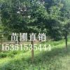 供應(yīng)優(yōu)質(zhì)東臺大葉女貞苗木批發(fā)