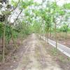四川地區(qū)供應(yīng)10-20公分藍花楹