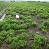 大量供應(yīng)p30到80毛鵑球