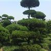 蕭山寧圍鎮(zhèn)供應(yīng)大批量造型龍柏