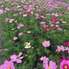 時(shí)令花卉 草花 鮮花 