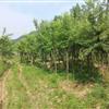三角楓/三角楓基地/三角楓樹苗/大規(guī)格三角楓/三角楓湖北批發(fā)