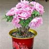 催花牡丹、春季催花牡丹