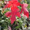 100%變身美國(guó)紅楓紅點(diǎn)，泰安現(xiàn)代紅楓價(jià)格