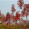 3公分-7公分美國(guó)秋火焰紅楓價(jià)格，泰安現(xiàn)代紅楓