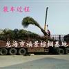 福建最大老人葵基地  華棕(華盛頓棕櫚)1--7米高大量供應(yīng)