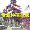 福建紅花繼木樁價(jià)格 福建紅花繼木樁報(bào)價(jià)