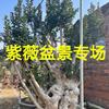 福建百年紫薇老樹樁價(jià)格 福建百年紫薇古樹報(bào)價(jià)