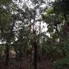 供應(yīng)福建山櫻花大批量