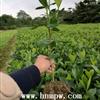 銷售湖南色塊苗木大葉梔子花 湖南花灌木花籬苗木桅子花