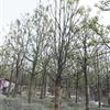 香樟 成都全冠香樟基地 供應熟貨全冠香樟 