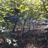 余姚苗圃處理d3-5日本紅楓