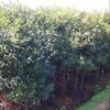 杜英小苗、最新種植技術(shù)、會埠張家苗木基地供應50萬株小苗
