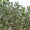 速生楊大量低價(jià)供應(yīng),河北邯鄲速生楊種植基地