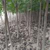 山東菏澤巨紫荊