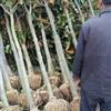 五公分廣玉蘭
