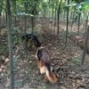 江蘇出售米徑3-9公分紅櫸樹，最新紅櫸樹報(bào)價(jià)