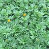 山東孔雀草信息