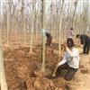 大量供應(yīng)：徑10公分青桐價(jià)格260元