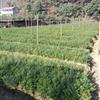 紅豆杉小苗最新報價/浙江紅豆杉報價