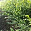 紅豆杉行情報價\紅豆杉圖片展示