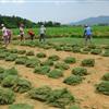 郴州馬尼拉草坪湖南順發(fā)馬尼拉草坪基地