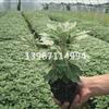 浙江亞菊