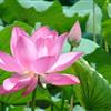 荷花最新價(jià)格/荷花報(bào)價(jià)