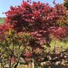 三季紅紅楓 /三季紅紅楓價(jià)格/浙江三季紅紅楓