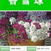 【香雪球種子】大量種子銷售批發(fā)價格低質量高成活率95%
