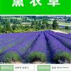 薰衣草【專業(yè)打造薰衣草花海 質(zhì)量高 成活率高  】