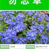 勿忘草種子出售 批發(fā) 價格低 質(zhì)量高 種植栽培技術(shù)指導(dǎo)