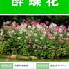 醉蝶花種子 種植栽培 種植技術(shù)上門指導(dǎo)  種子出售