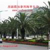 福建加拿利海棗基地供應(yīng)/加拿利海棗圖片