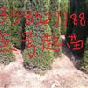高速公路2米2.5米3米高塔柏價(jià)格