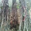 山楂樹購買指南  山楂樹特性