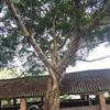 佛山三水地區(qū)30-80公分榕樹