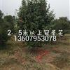 供應(yīng)江西宜春2.5米以上冠茶花報(bào)價(jià)