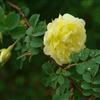 薔薇供應(yīng)/薔薇圖片