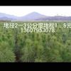 2-3公分濕地松1.5元