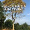 精品40公分無(wú)患子