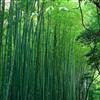 供應(yīng)剛竹、金鑲玉竹、箬竹、青皮竹